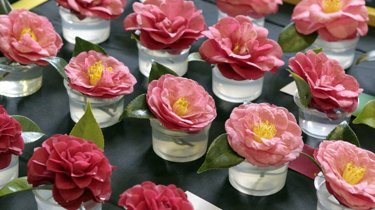 ON SHOW: The National Camellia Show is being staged in the Hilltops region during August. 