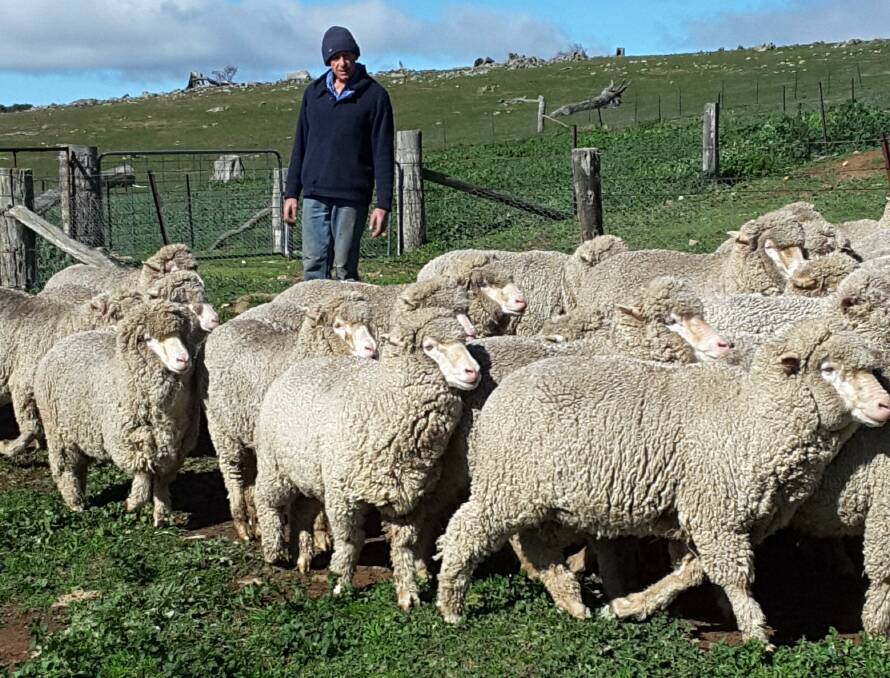 VIRUS CRISIS: Pomanara Merino Stud wool producer Geoff Rayner said some farmers are resorting to selling sheep rather than wool. Photo: SUPPLIED
