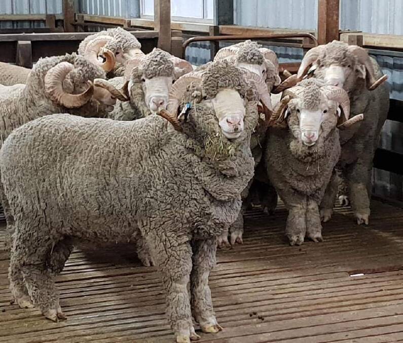 WOOLLY CONCERNS: First came the drought, then came a worldwide pandemic for Aussie wool producers. Photo: POMANARA MERINO STUD