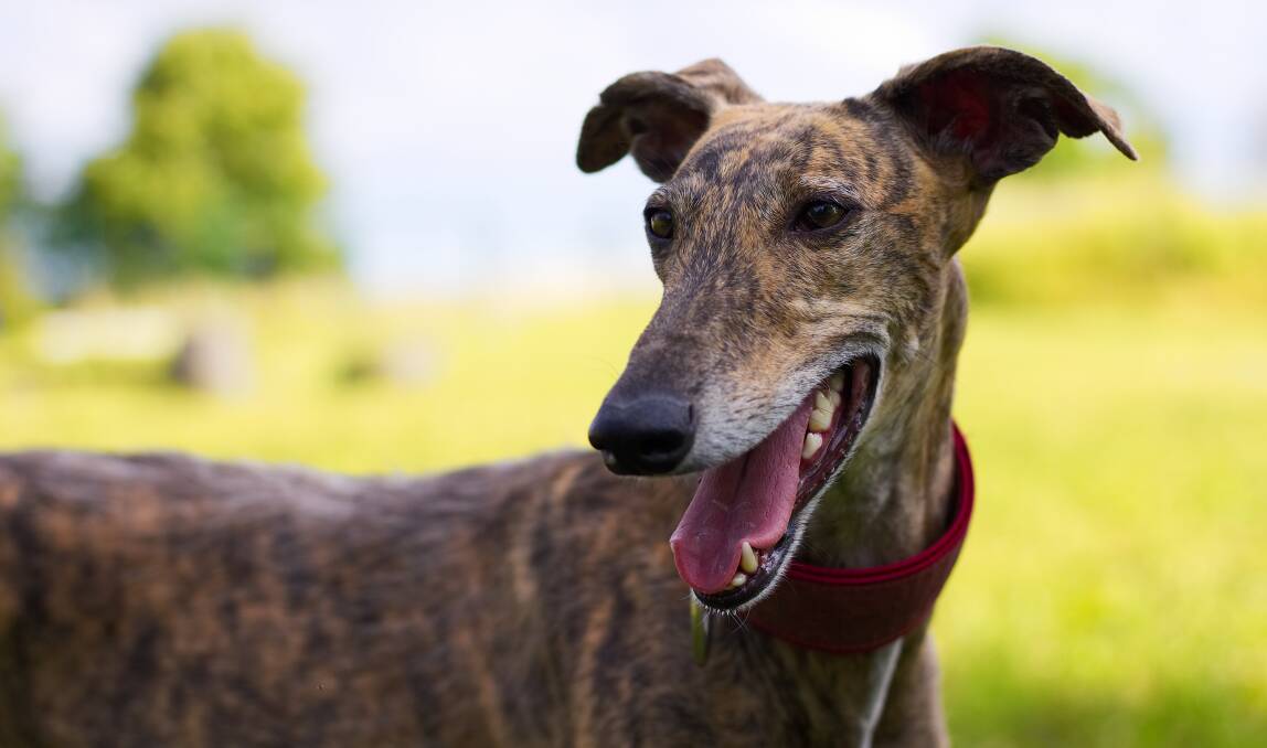HEALTH: Incidents of canine coronavirus are increasing in Queensland, with a warning issued to NSW breeders and trainers. Photo: SHUTTERSTOCK